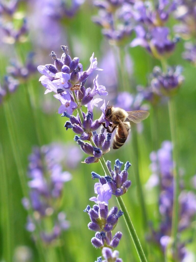 bee, insect, lavender, beautiful flowers, honey bee, animal, pollination, flowers, lavandula angustifolia, lavandula officinalis, lavandula vera, lavandula, ornamental plant, flower wallpaper, flowering plant, plant, flora, meadow, field, nature, flower background, closeup